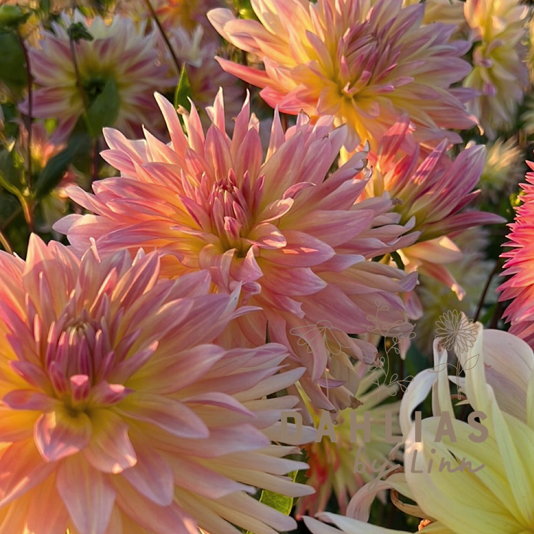 Dahlia Cabana Banana