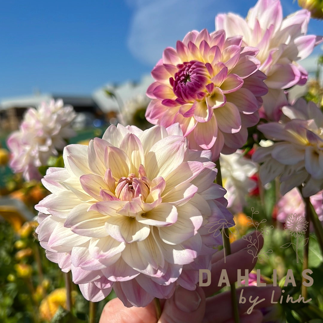 Dahlia Sturm Kika