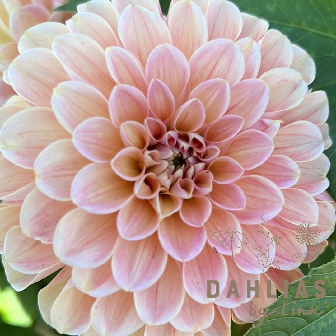 Dahlia Nathalie G