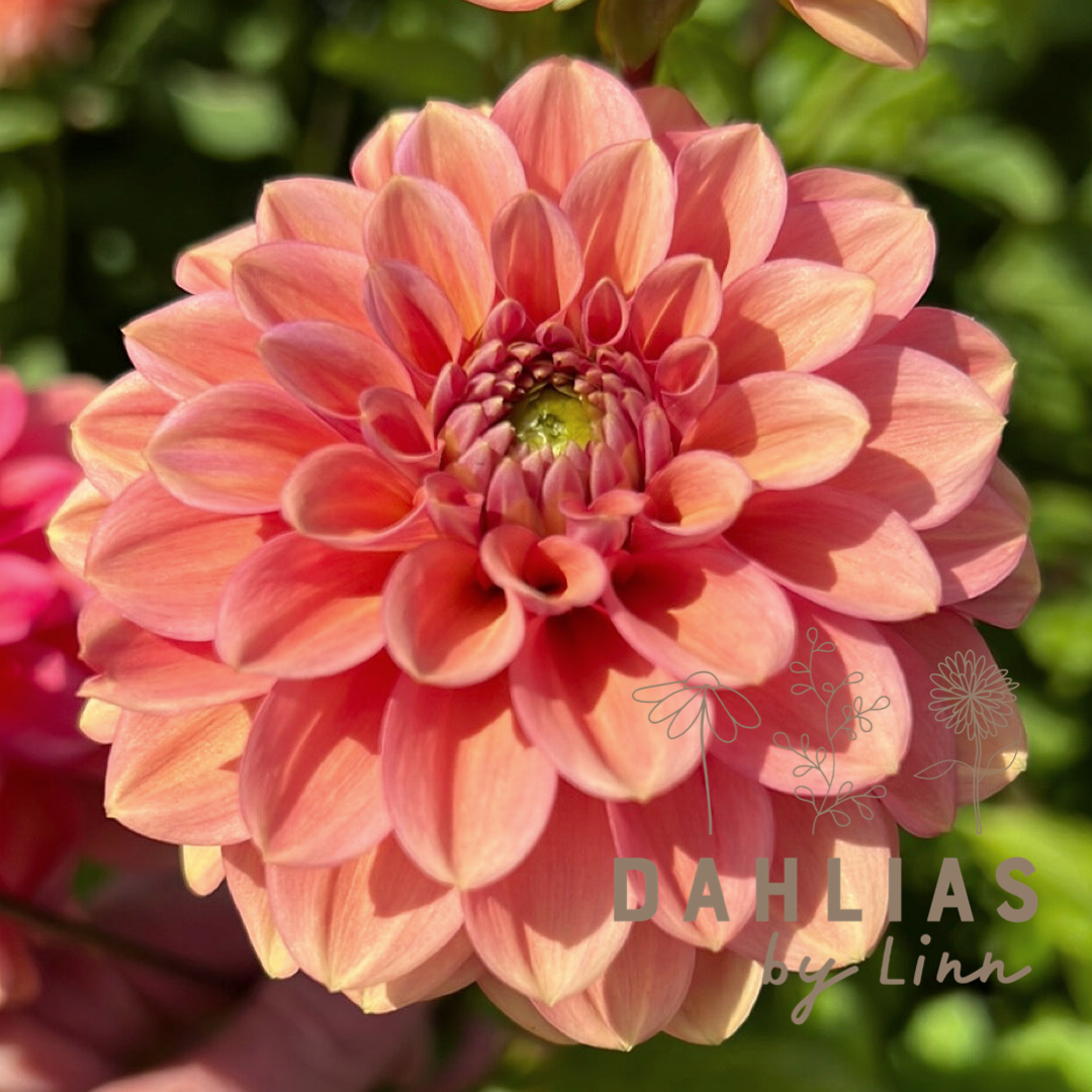 Dahlia Iced tea UTGÅR!