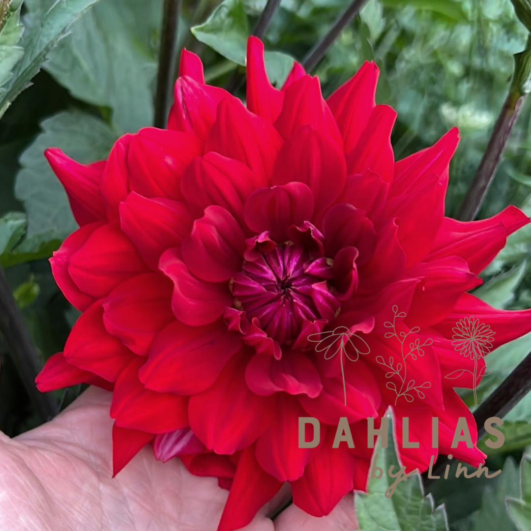 Dahlia Karma Amora