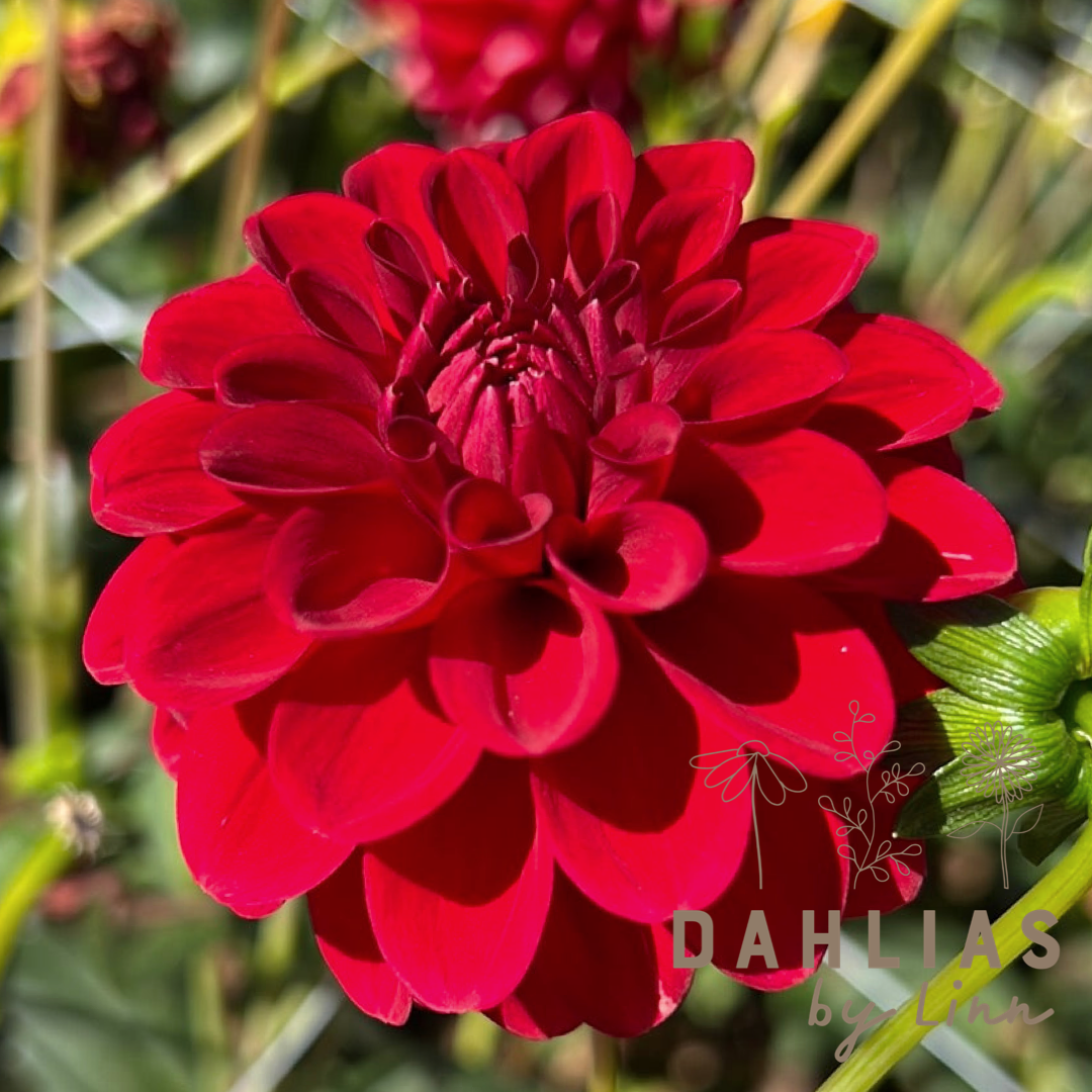 Dahlia Maroon Fox