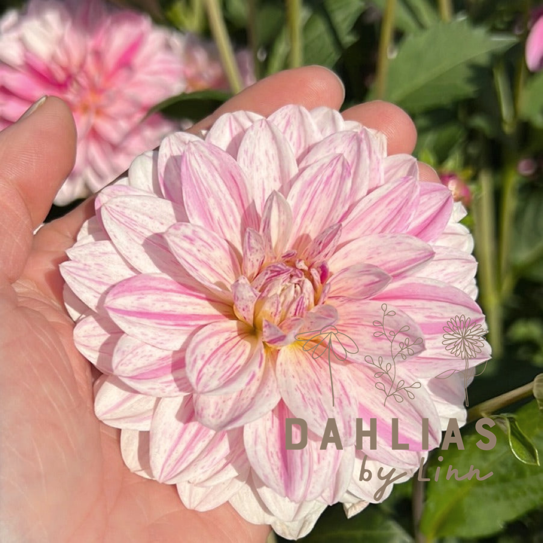 Dahlia Bonesta