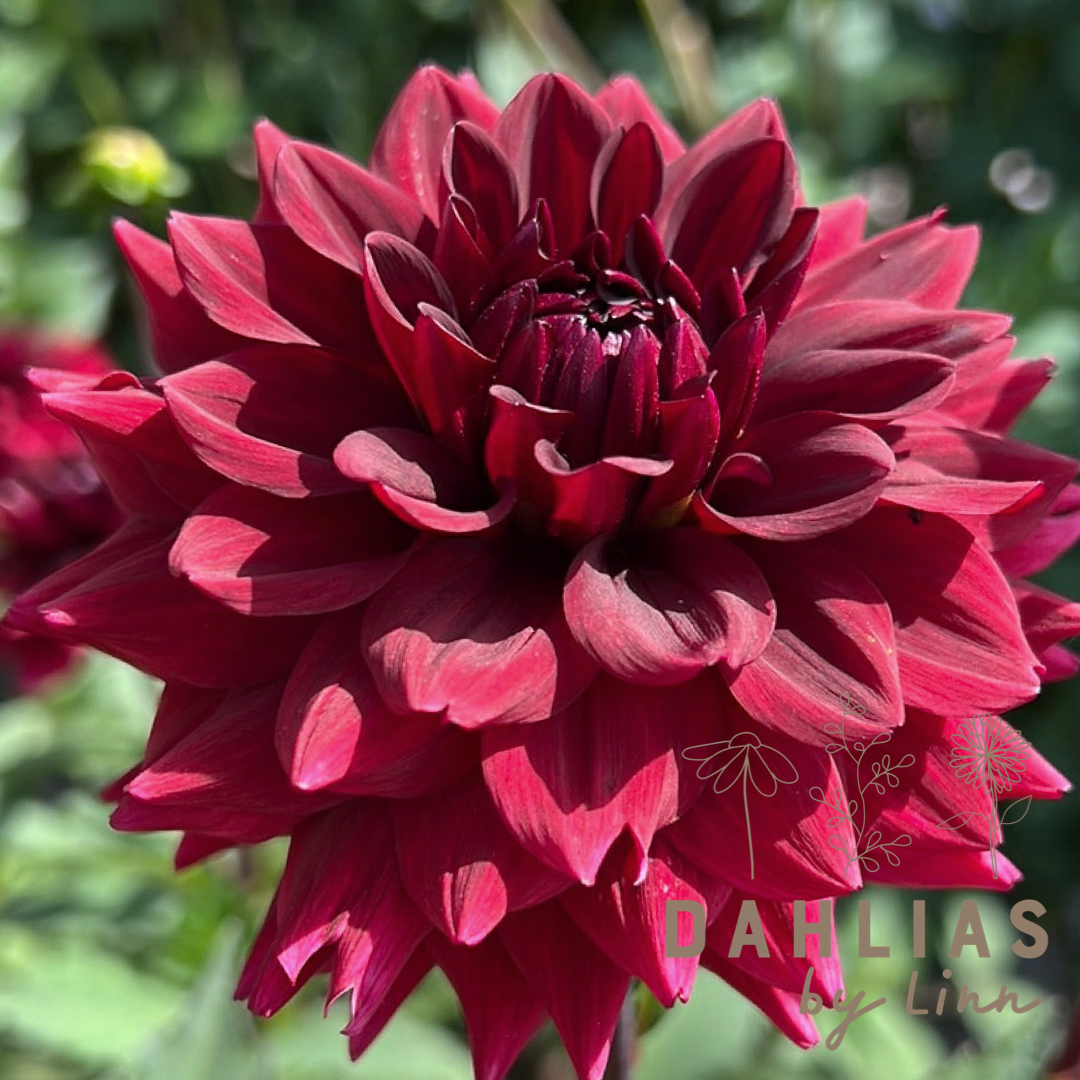 Dahlia Painted Black