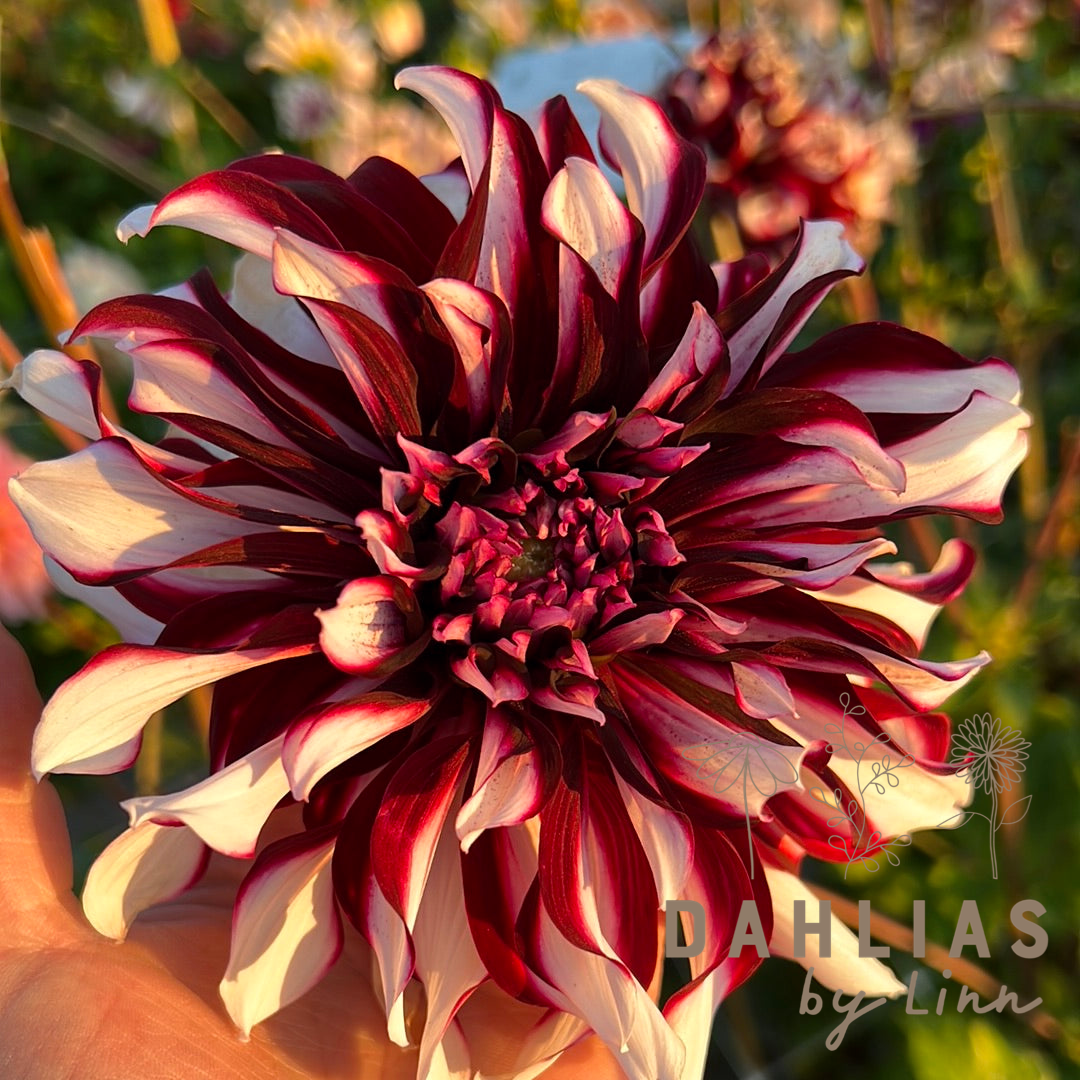 Dahlia Tartan