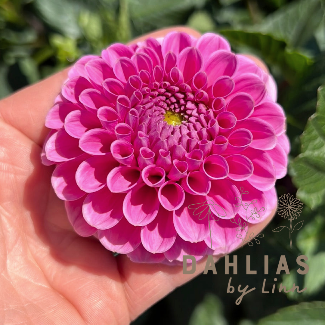 Dahlia Happy Hour