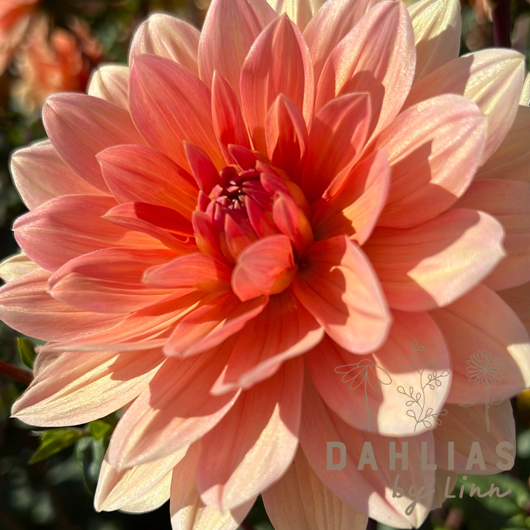 Dahlia Yvonne