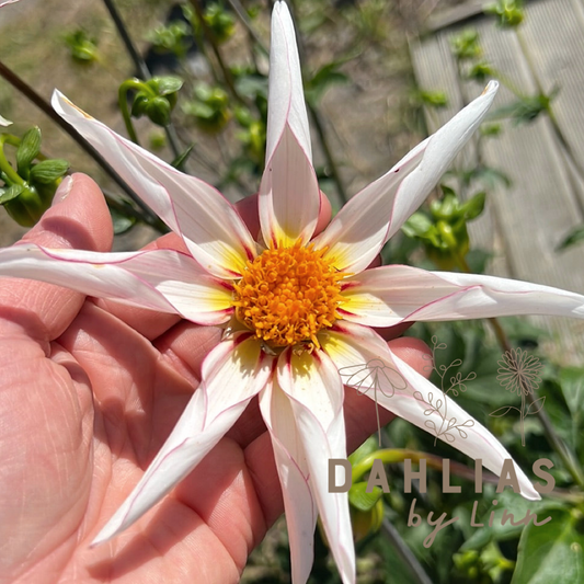 Dahlia Honka Fragile
