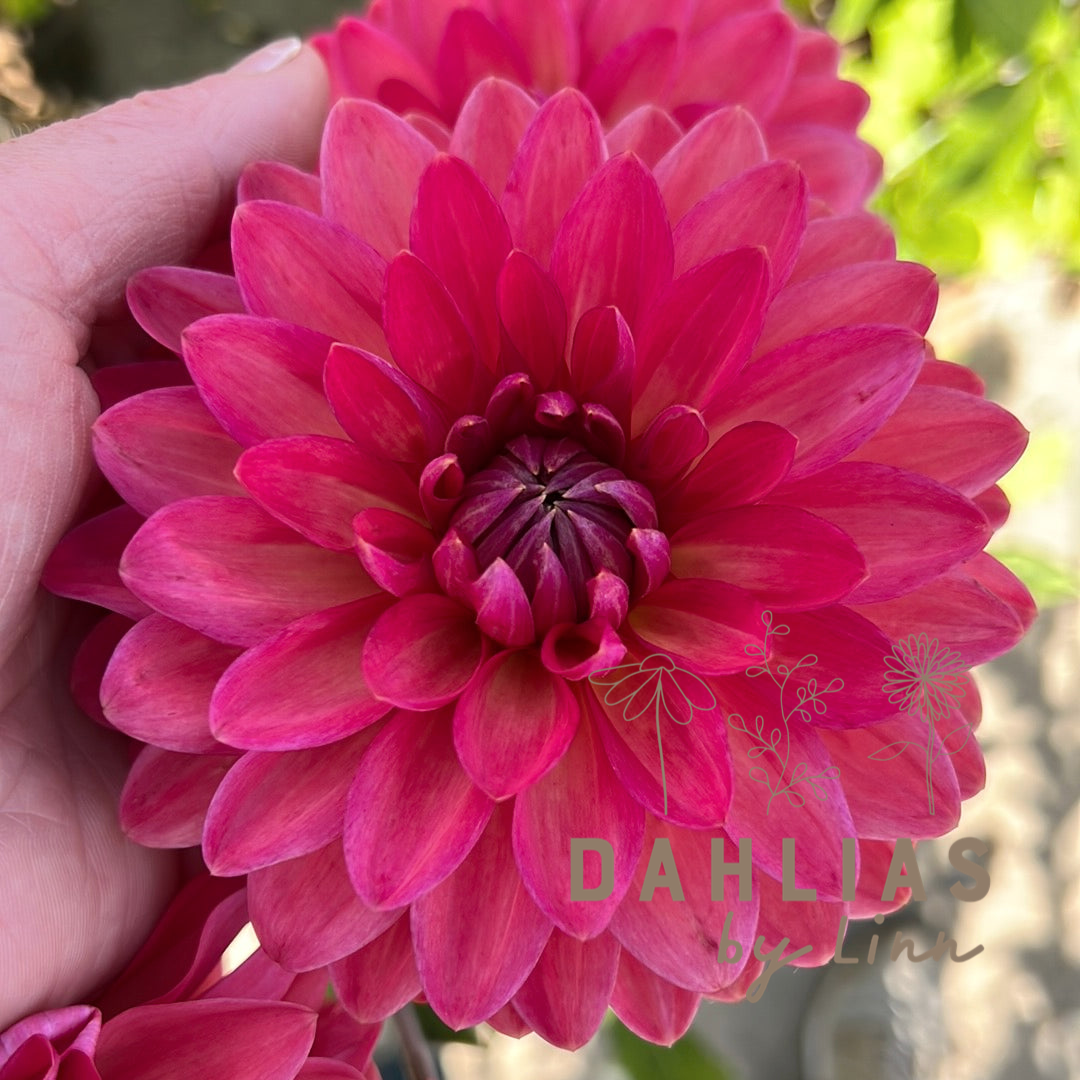 Dahlia Ellen Nauta
