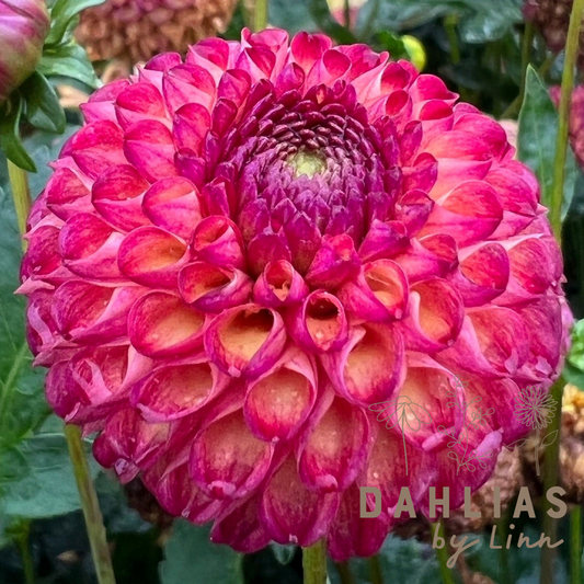 Dahlia Vino