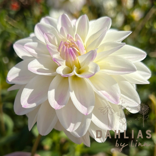 Dahlia White Pearl (wittem)