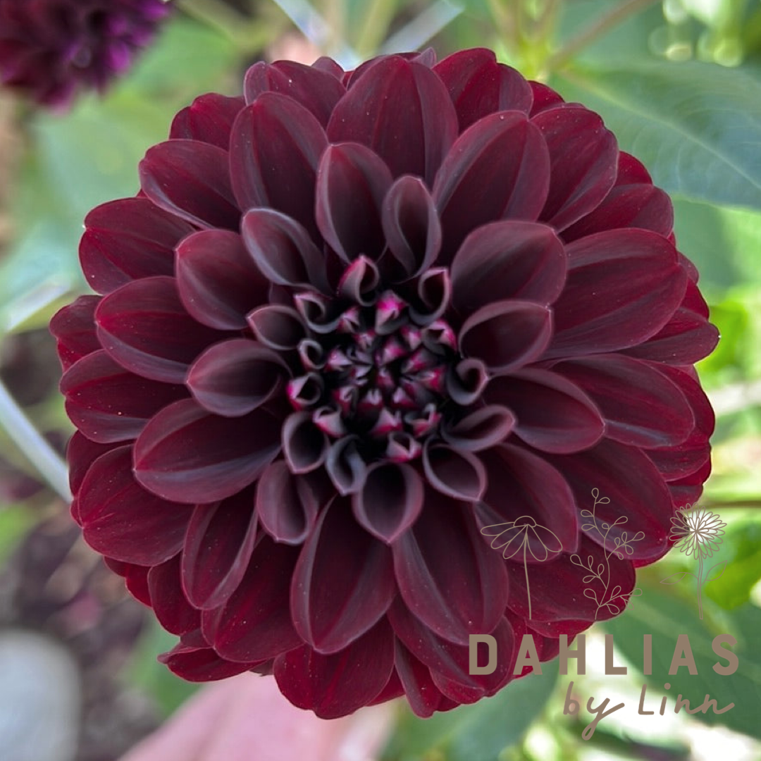 Dahlia La Recoleta