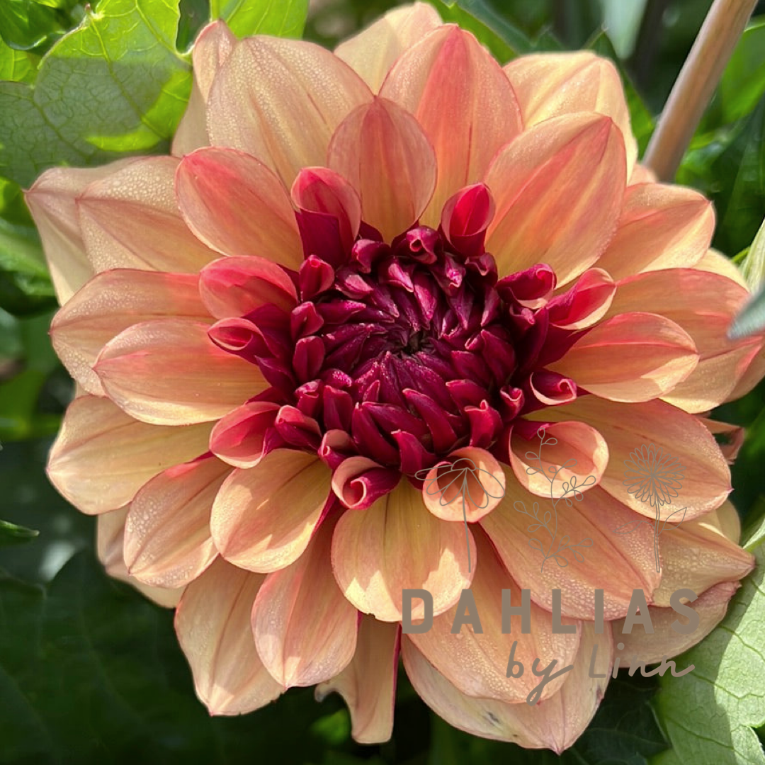 Dahlia Creme de Cognac