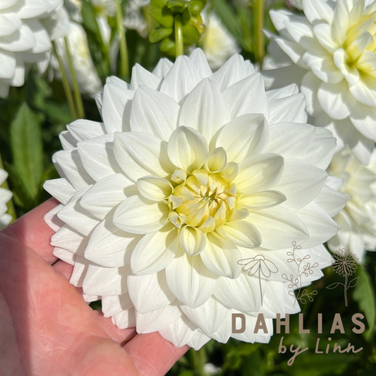 Dahlia White Swan