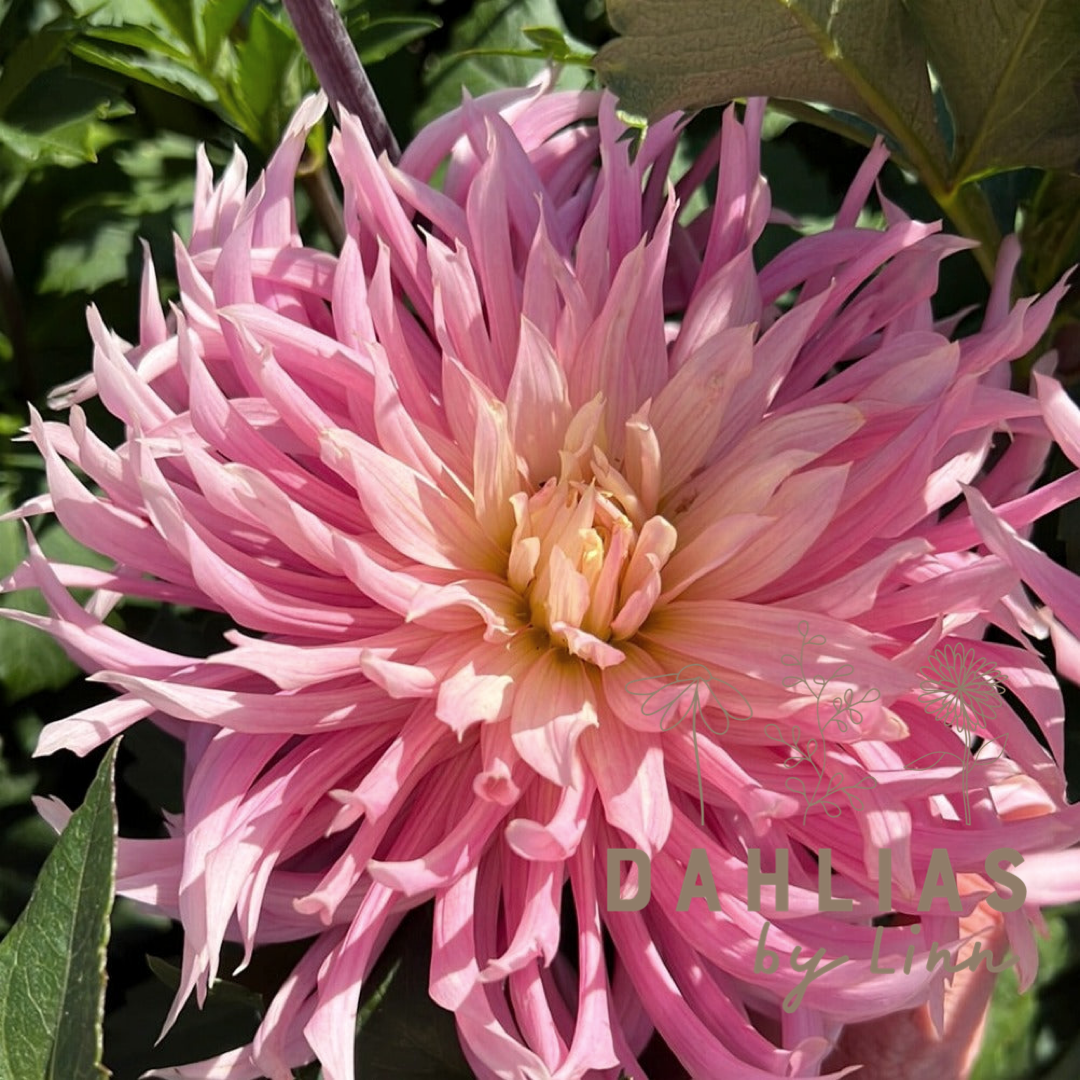 Dahlia Hollyhill Cotton Candy