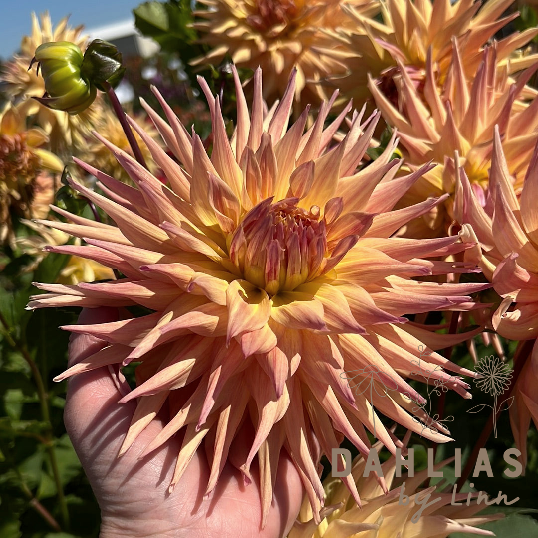 Dahlia Penhill Autumn Shade