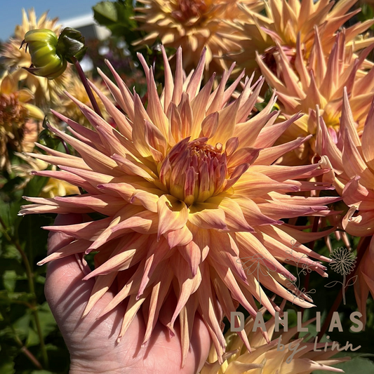 Dahlia Penhill Autumn Shade