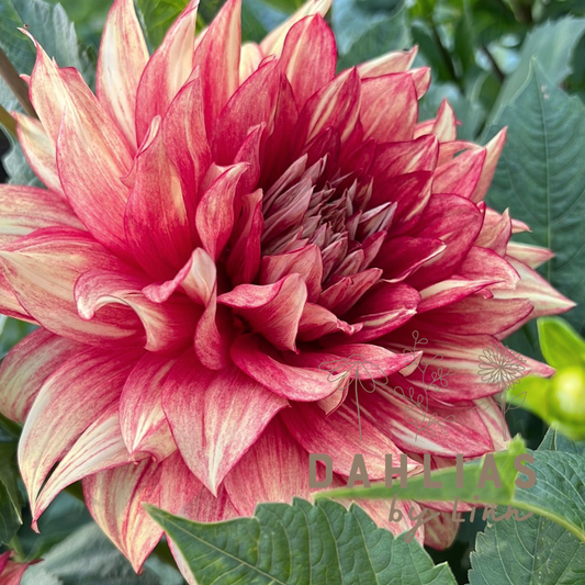 Dahlia Dazzling Magic