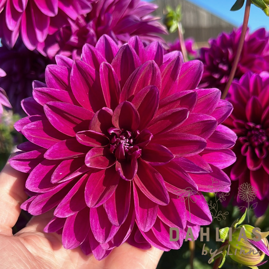 Dahlia Le Baron