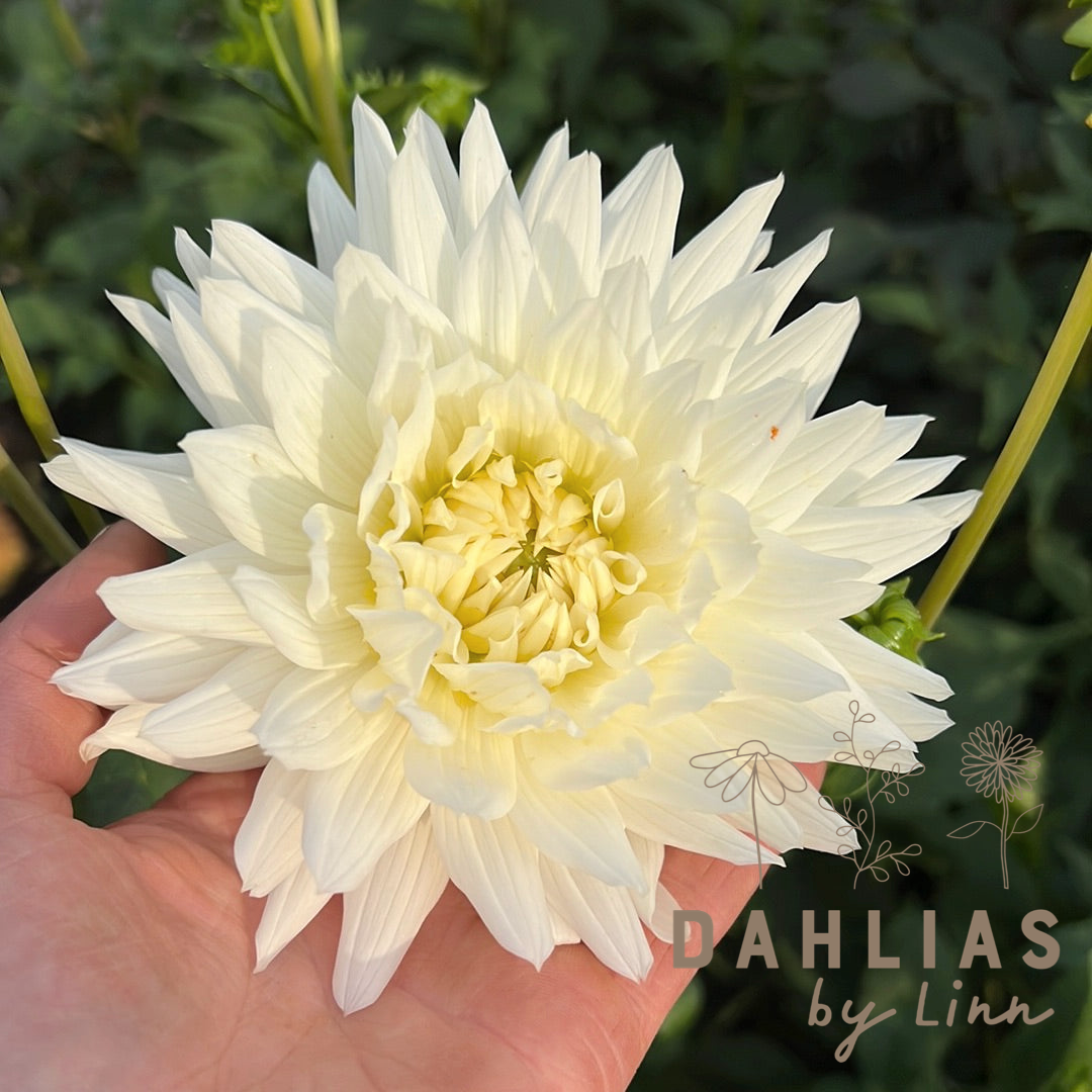 Dahlia Mount Tacoma