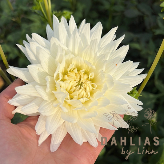 Dahlia Mount Tacoma