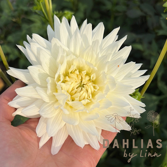 Dahlia Mount Tacoma Nyhet!