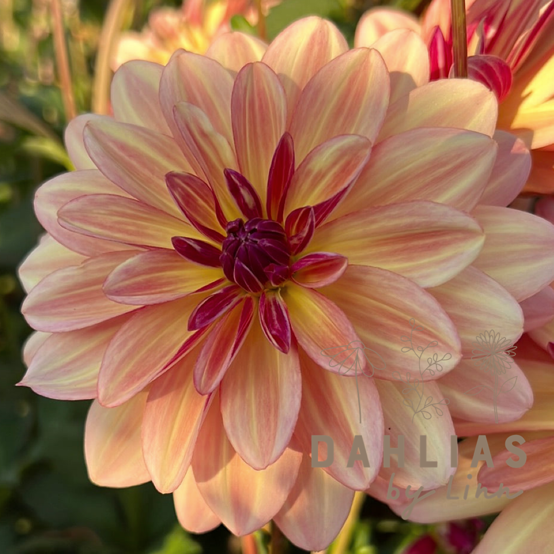 Dahlia Happy Butterfly