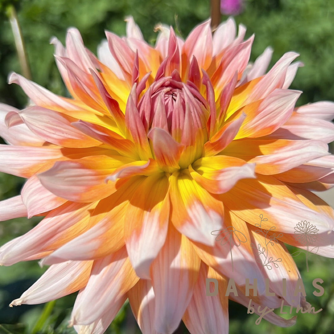 Dahlia Okapi's Sunset