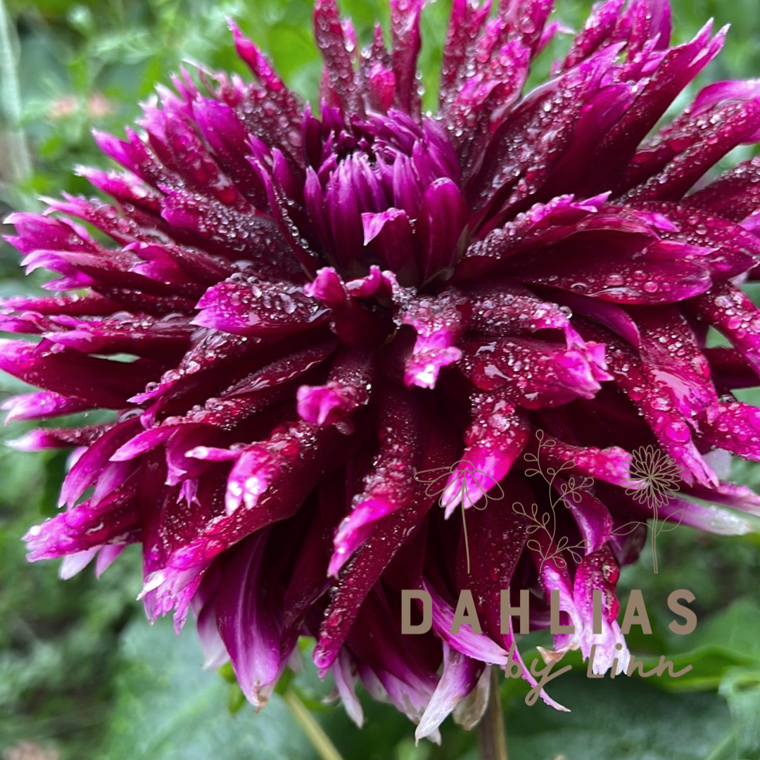 Dahlia Clair Obscur Utgår!