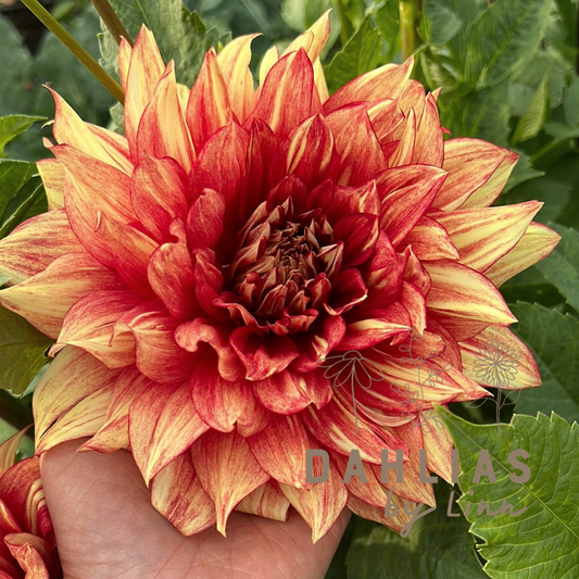 Dahlia Dazzling Magic