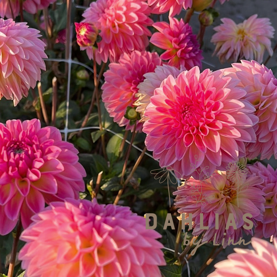 Dahlia Esli