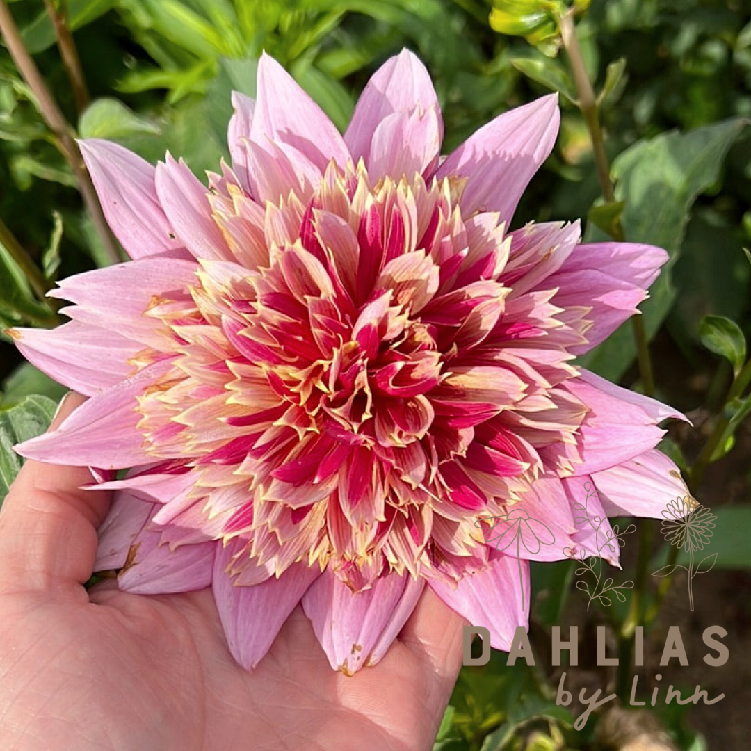 Dahlia Mambo