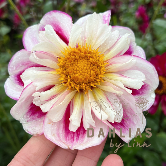 Dahlia Bumble Rumble