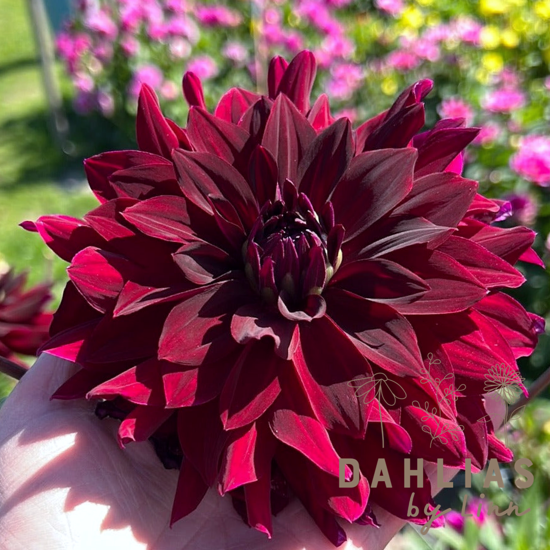 Dahlia Rip City