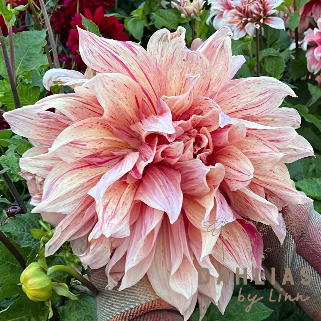Dahlia Maki