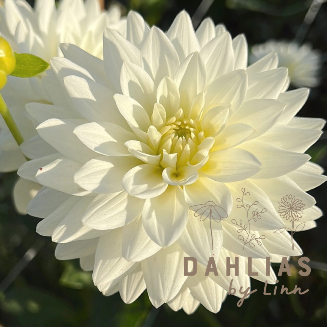 Dahlia Karma Maarten Zwaan