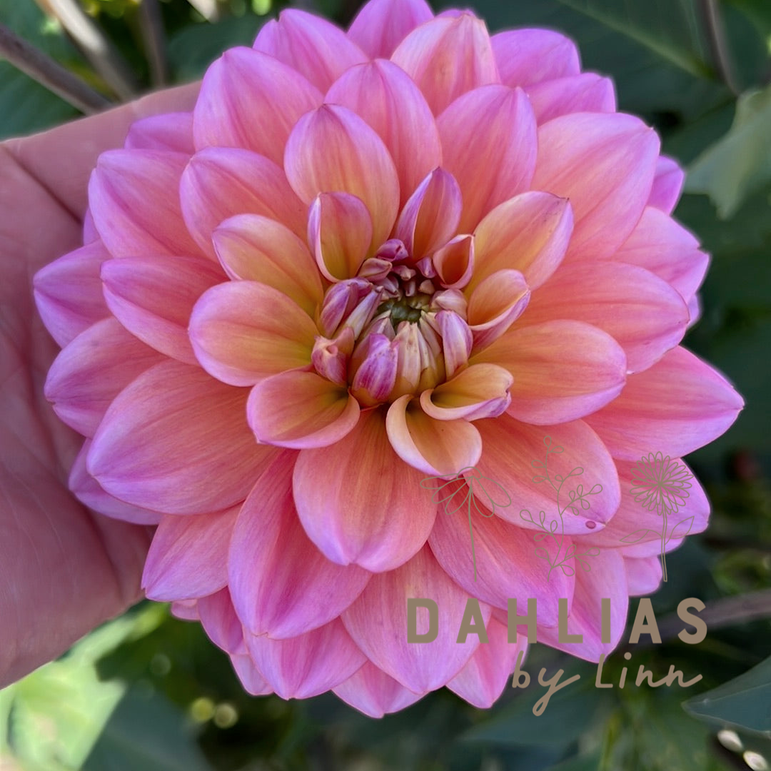 Dahlia Great Silence