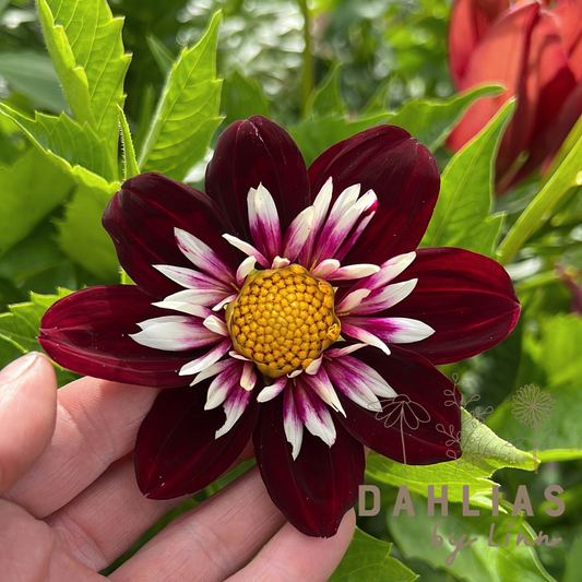 Dahlia Night Butterfly