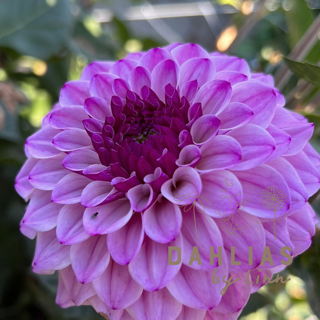 Dahlia Columbus