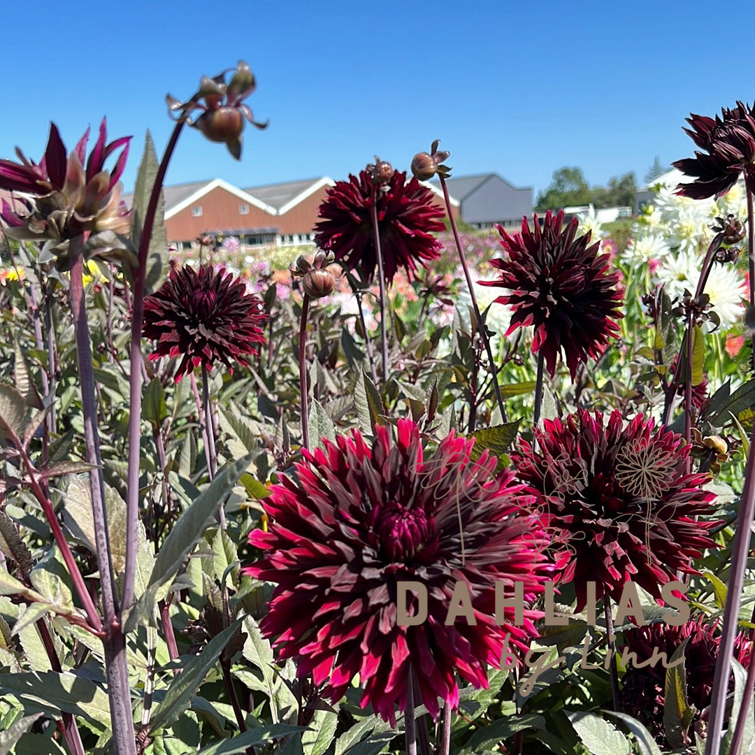 Dahlia Black Jack