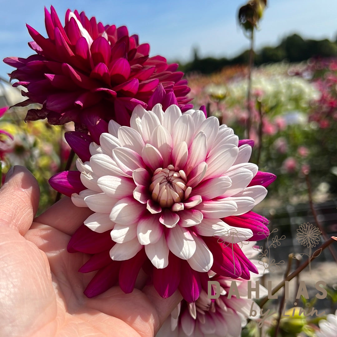 Dahlia Rebecca´s World