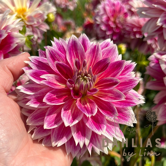 Dahlia Temple of Beauty