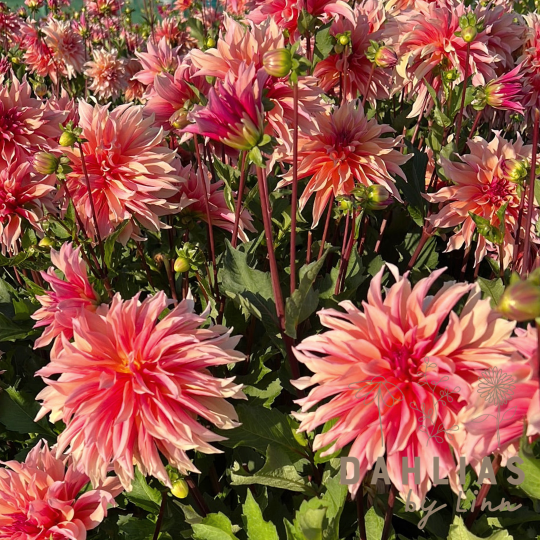 Dahlia Labyrinth