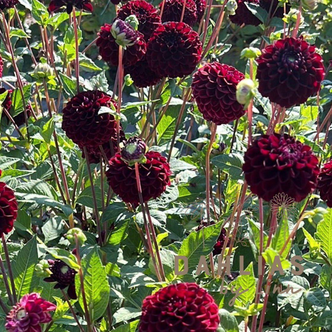 Dahlia Dark Spirit