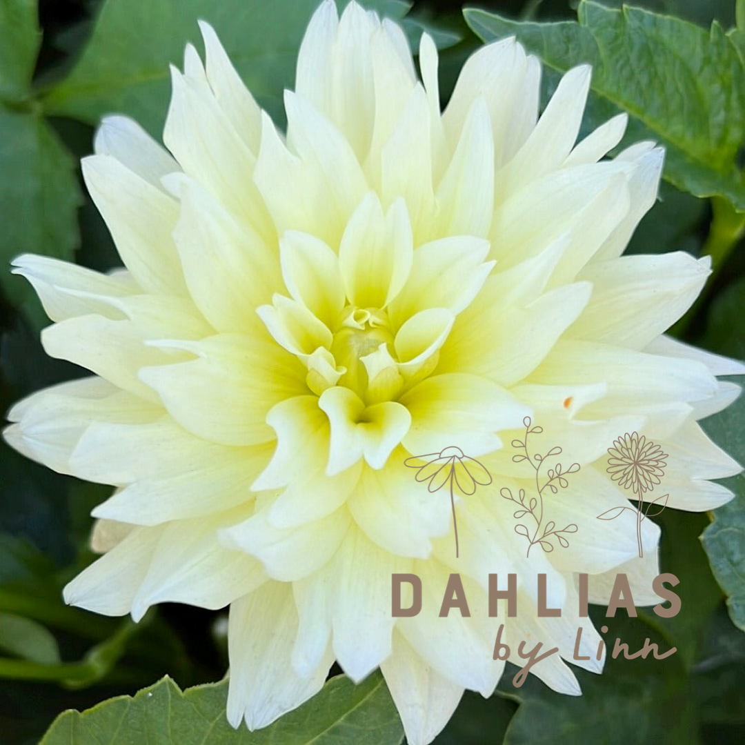 Dahlia Berliner Lemon