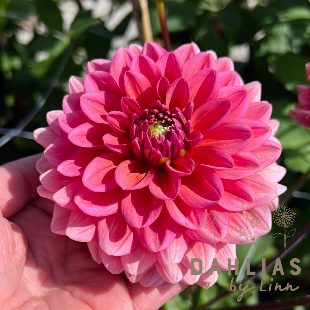 Dahlia Salmon Runner