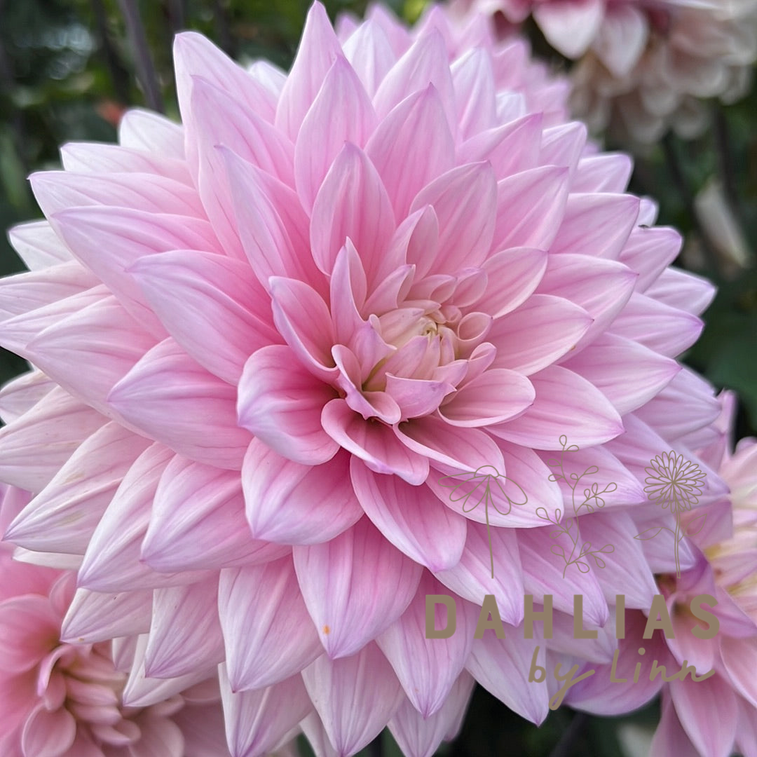 Dahlia Karma Prospero