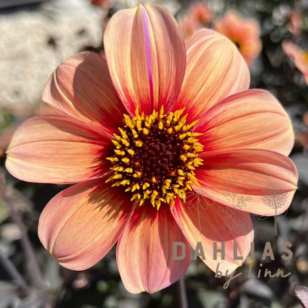 Dahlia HS Kiss ®