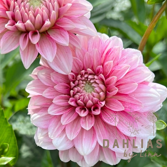 Dahlia Strawberry Cream