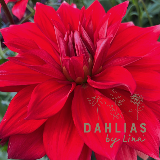 Dahlia Babylon Red